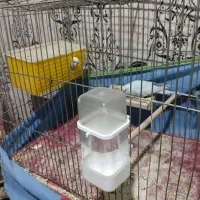 پرنده مرغ عشق|پرنده|خمینیشهر, |دیوار