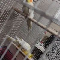 عروس هلندی جفت مولد دو جوجه ی دانخور