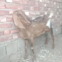 زرند