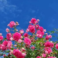 پرستار نوزاد