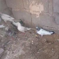 کبوتر|پرنده|عنبرآباد, |دیوار