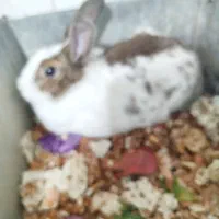 بچه خرگوش دونه ۴۰۰۰۰۰۰