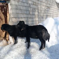 قوچ قره قزل|حیوانات مزرعه|تخت سلیمان, |دیوار