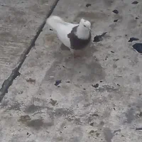 طوقی ماده|حیوانات|قدس, شهر‌قدس|دیوار