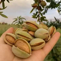 نهال بادام تونو مدل LOPER مناسب باغ و زمین کشاورزی