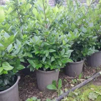 یاس هلندی سطل ۱۰