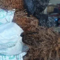 نهال زرشک|خدمات باغبانی و درختکاری|بیرجند, |دیوار