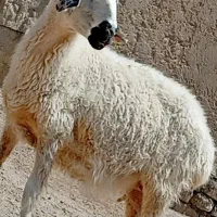 گوسفند ابست دوقلوزا