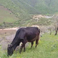 گاو شیری و گوساله