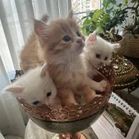 گربه، شاه توله ماده پرشین