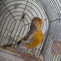 سهره قناری دهن سهره