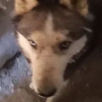 سگ حاسکی|سگ|چناران, |دیوار