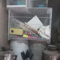 قفس با همه لوازم|لوازم جانبی حیوانات|قائن, |دیوار