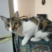 واگذاری گربه