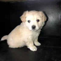 سگ جیبی شیتزو فلت|سگ|تربت جام, شاد|دیوار