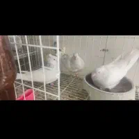 نر ماده کله الماسی