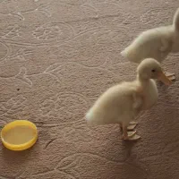 جوجه رنگی، محلی و اردک