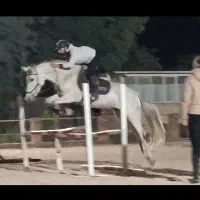 اسب..مادیان نژاد ورزشی|اسب و تجهیزات اسبسواری|تهران, هاشمآباد|دیوار