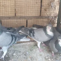 دمگیر|پرنده|اصفهان, امین‌آباد|دیوار
