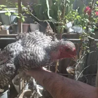 مرغ و خروس و جوجه برهما امپراطور اصل|حیوانات مزرعه|تهران, خانی آباد نو شمالی|دیوار