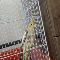 پرنده عروس