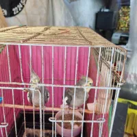 عروس هلندی|پرنده|تهران, ائمه اطهار|دیوار