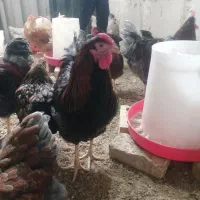 حراج ویاندوت اصل