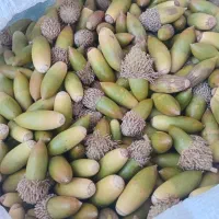 بلوط شیرین برای دام