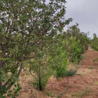فروش ویژه باغ میوه/۲۰۰۰ متر/سندتک برگ/محصور/مارکده|فروش زمین و ملک کلنگی|اصفهان, کوی ولی عصر|دیوار