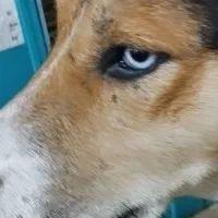 هاسکی|سگ|پرند, فاز ۴|دیوار