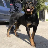 روت وایلر اصیل|سگ|کرج, جهان‌شهر|دیوار