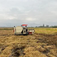 برنج طارم فجرسوزنی|خوردنی و آشامیدنی|تهران, قصر فیروزه ۲|دیوار