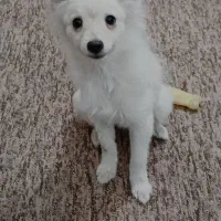 اشپز روباهی