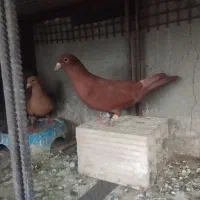 سرخ و زرد گوک
