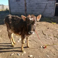 گوساله گاو ورزا