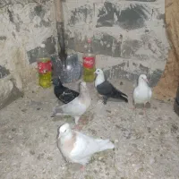کبوتر