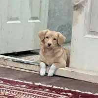 سگ پا کوتاه خیلی با ادب