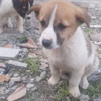 توله پا کوتاه بشرط