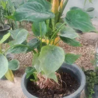 گلخانه،  پاچیرا ،،شیدان