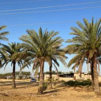 چندنمونه نخل جدید|گل و گیاه طبیعی|اصفهان, قهاب جنوبی|دیوار