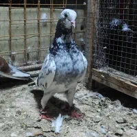 کبوتر پرشی ایرانی