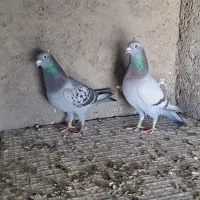 دوجفت پلاکی مسافتی