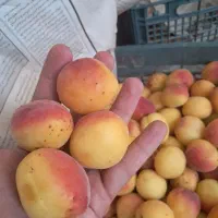 زردآلوی قوچان