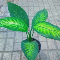 گل وگیاه کرتون