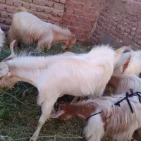نری جوان بخته