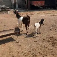 ملاشیه ۳