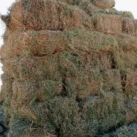 یونجه خوش خوش خالص درجه یک