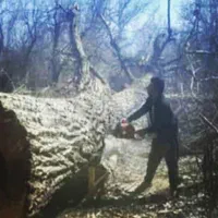 خریدارچوب درخت