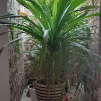 فروش گل سوسن و پاندانوس و فیکوس و دیفن باخیا|گل مصنوعی|یزد, |دیوار