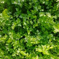 فروش انواع سبزی